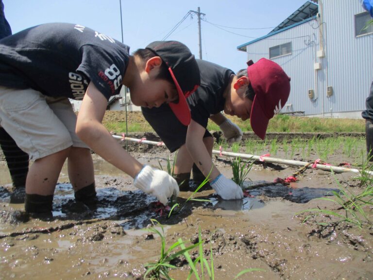 田植え2023