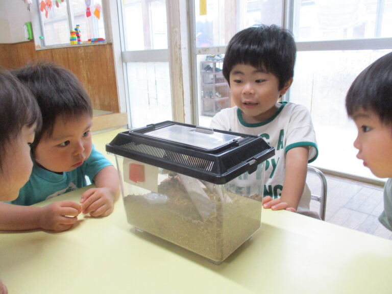 やったー！カブトムシだ！