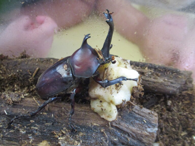 カブトムシとバナナ