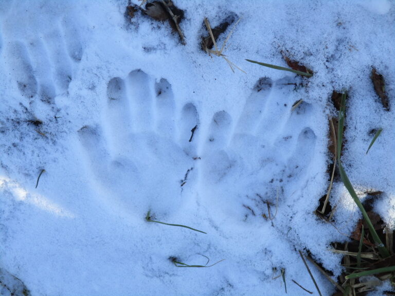 雪の楽しみかた