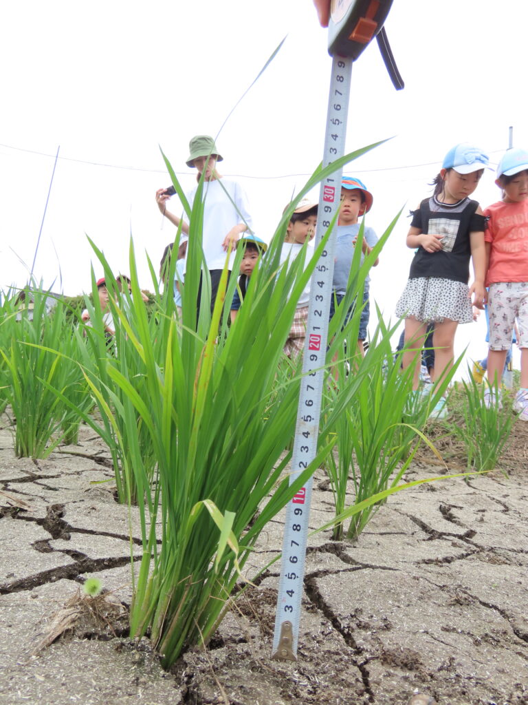 田んぼ観察日記・6月