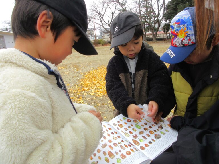 いろいろなどんぐり